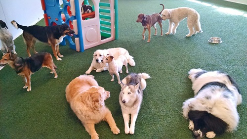 Playcare pets store